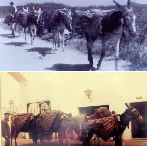 z. Labores agrícolas (14)